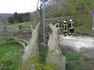 Read more about the article Baum auf Straße – In der Au